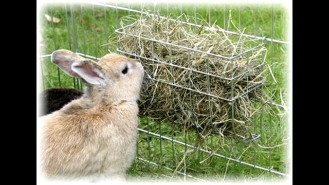 Ежедневное питание кролика! смотреть онлайн