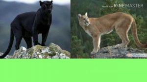 БИТВА ЖИВОТНЫХ / ПУМА VS ЧЕРНАЯ ПАНТЕРА