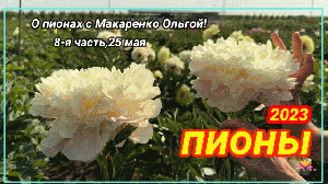 Цветение пионов 25 мая 2023 года / Сад Ворошиловой