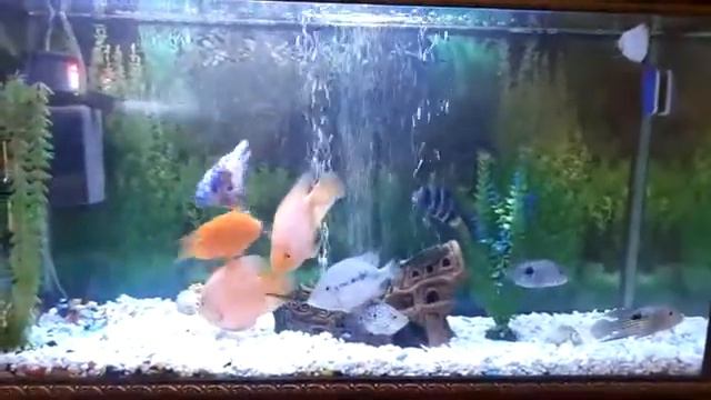 Мои цихлиды 210 л смотреть онлайн