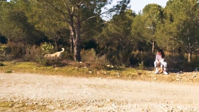 Собаки первый раз в лесу / Уличные собаки / Турция, Измир смотреть онлайн