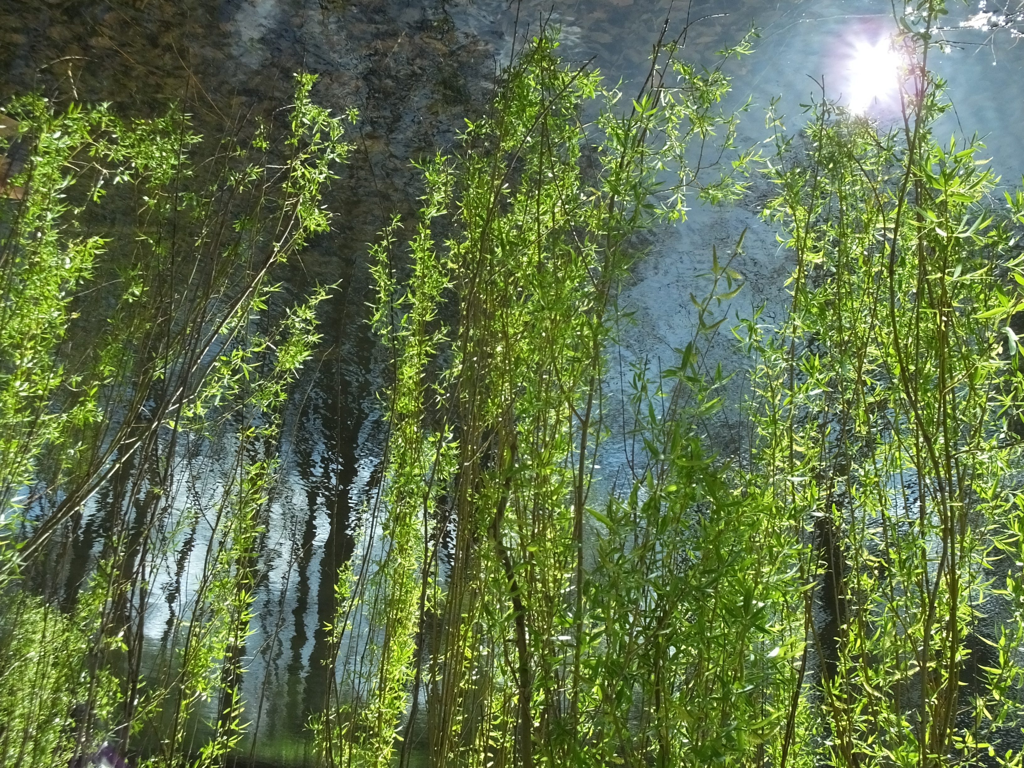 Water Reflections Of Denmark