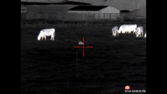 2020 - Fox Shooting 2 using - ATN Mars/Thor 4 4-40x + Pulsar Trail 2 LRF XP50 смотреть онлайн