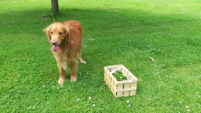 94.Stock Photo Сток. Крапивный чай смотреть онлайн