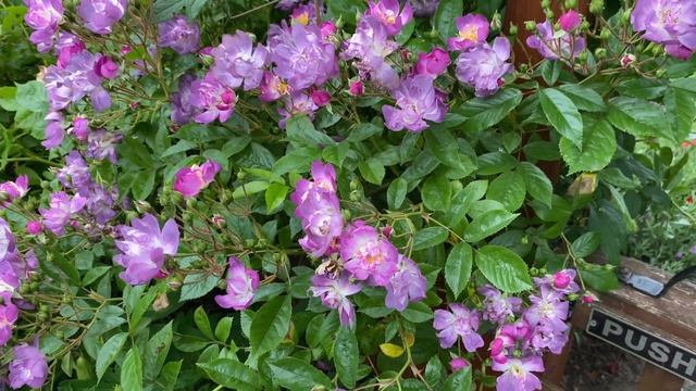 Veilchenblau Rambling Rose