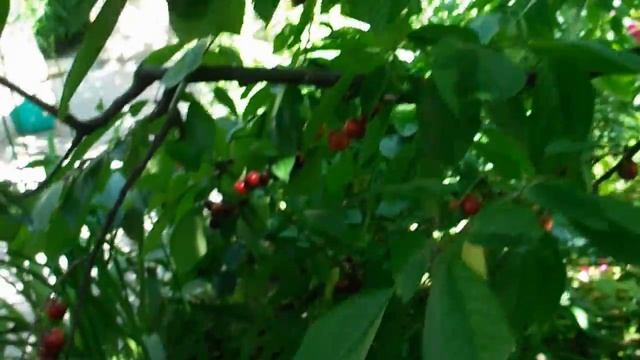 Черешня Валерия Чкалов смотреть онлайн