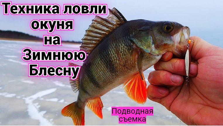 ТЕХНИКА ЛОВЛИ ОКУНЯ НА ЗИМНЮЮ БЛЕСНУ. смотреть онлайн