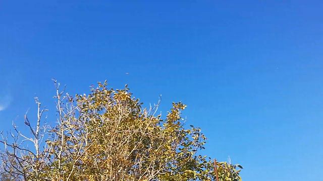 гон голубей,риск потерять замечательных летунов. смотреть онлайн