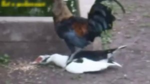 The Funniest Mating Animals Funny Video