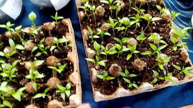 Почему не Даю Вырасти РАССАДЕ Сладкого🌶🌶🌶ПЕРЦА. Специально Замедляю РОСТ.🙂👍👍👍 21 04.23💖 смотреть онлайн