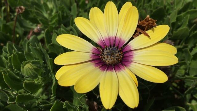 Lemon Symphony (Osteospermum Hybrid) Blooming In Garden #osteospermum #symphony #gardening #lemon смотреть онлайн