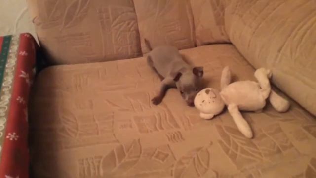 Теона и медведь смотреть онлайн