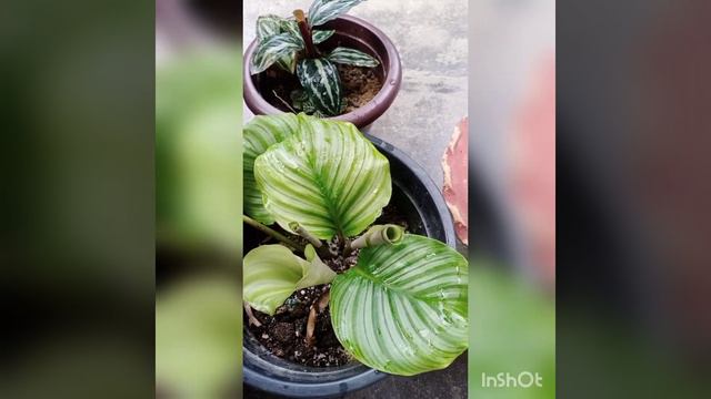 11easy to maintain Calathea plant смотреть онлайн