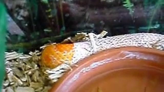 Mue pantherophis guttata albinos смотреть онлайн