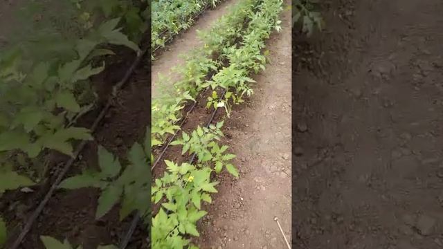 столбур томатов смотреть онлайн