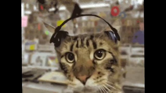 Кот в наушниках флексит и битбоксит одновременно смотреть онлайн