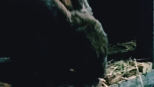 Белые сопли!!! Кролики заболели.