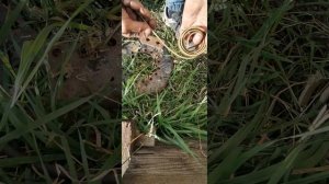 Удаление стеклоизоляции от медной шины. Быстрый и не пыльный способ.