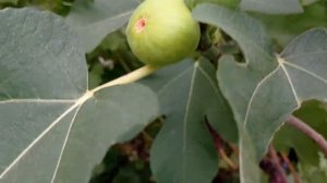 Инжир Фиг бланш созрел