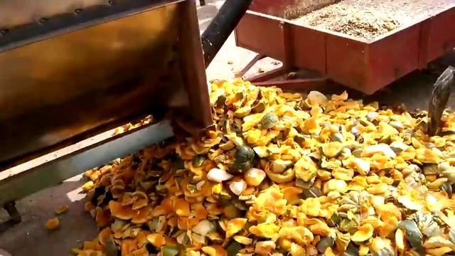 Тыквоуборочные комбайны - установки барабанного типа. Kombain Kürbis смотреть онлайн