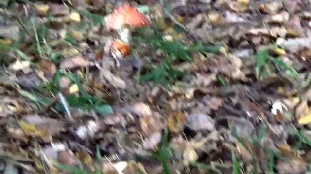 Ведьмин круг ложных рядовок в лесу. Как различить. смотреть онлайн