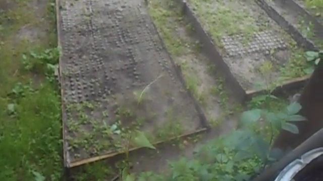 Моя рассада и Света рисует герб семья для конкурса смотреть онлайн