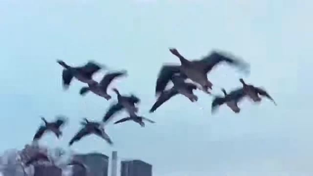 НОЧНАЯ ПТИЦА   К Никольский Воскресение