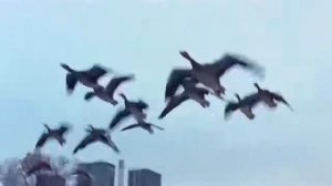 НОЧНАЯ ПТИЦА   К Никольский Воскресение