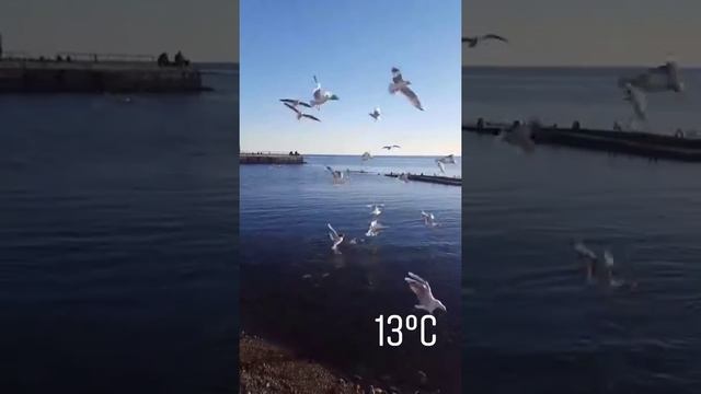 бешеные чайки ? смотреть онлайн