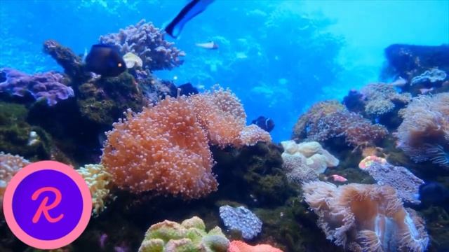 In the world of @ReefChain,every action has a price смотреть онлайн