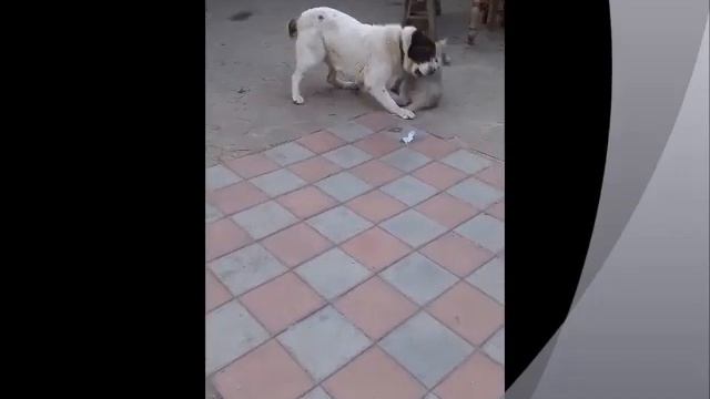 Alaskan Malamut puppy смотреть онлайн