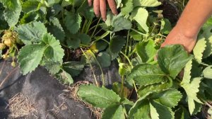 Сорта клубники Чамора, Цунаки и Нанди