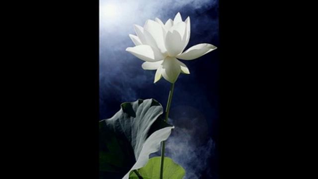 Влад. Семенов В ПОИСКАХ ЛОТОСА ч.5