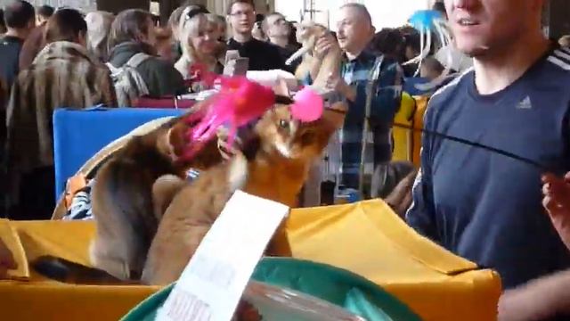 Выставка кошек, Киев, 20.03.2010 pt. 2 смотреть онлайн