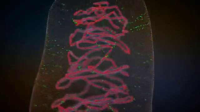 GIT Physiology part 2 смотреть онлайн