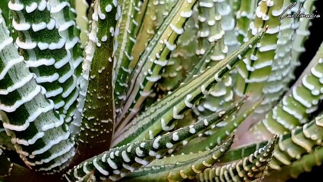Haworthia - The Jewels of the Succulent World - Episode Seven - Attenuata Variegata смотреть онлайн