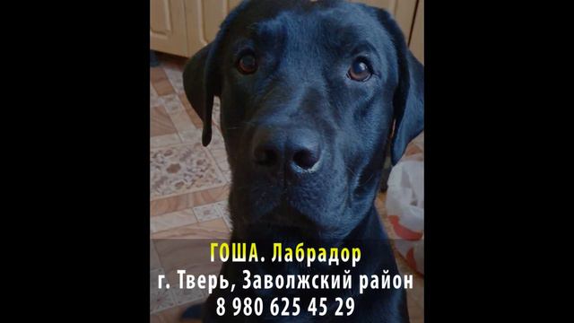 Пропала собака! ГОША. Лабрадор. г. Тверь, Заволжский район смотреть онлайн