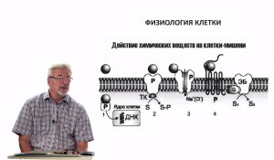 Евсеев А.В. Нормальная физиология. Лекция №1. Раздражение клетки. 2023