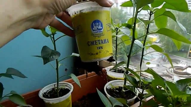 Рассада помидор в мае. Огурцы на окне созревают. смотреть онлайн