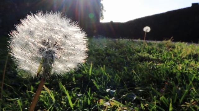 Одуванчик смотреть онлайн