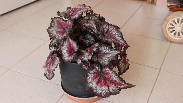 Mis 9 plantas de interior favoritas: bonitas y fáciles de cuidar смотреть онлайн