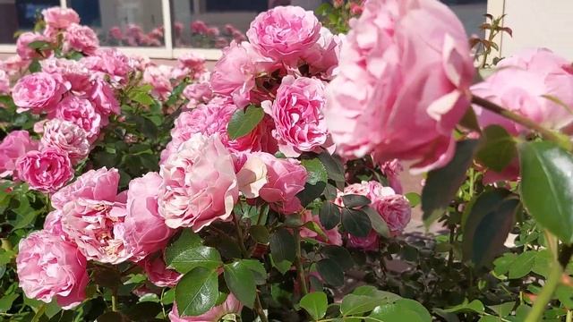 Розовые ? розы. смотреть онлайн