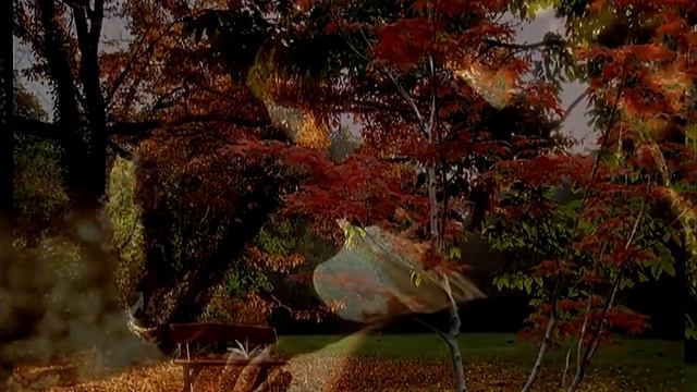 Бронзовая Свадьба 22 года вместе - Два Белых Лебедя ОЛЬГА и АЛЕКСЕЙ ! смотреть онлайн