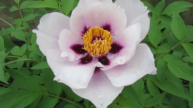 Зацвел сеянец древовидного пиона смотреть онлайн