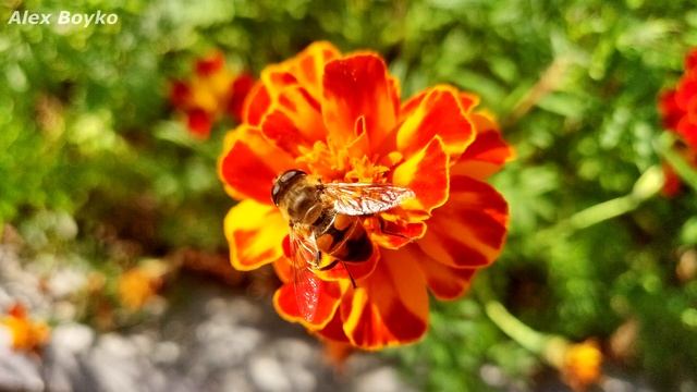 Теперь это мой основной смартфон! Он почти идеальный! Alex Boyko