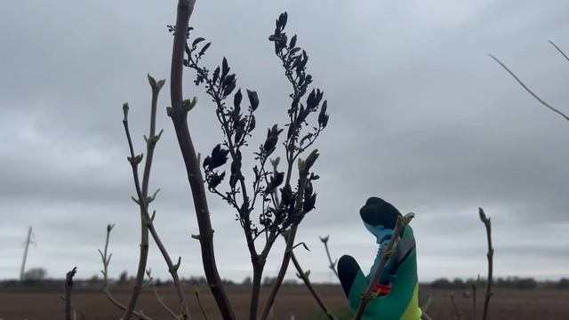 Как обрезать сирень осенью? ?