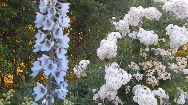 ЭТИ РОЗЫ НАЗЫВАЮТ НАСТОЯЩИМИ ПЛЕТИСТЫМИ,НАХОДКА ДЛЯ СЕВЕРНОГО САДА.О РАМБЛЕРАХ.МОЙ САД 2021. смотреть онлайн