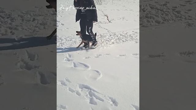 прогулка с собакой в лесу/20марта#ягтерьер #собаки #игры смотреть онлайн