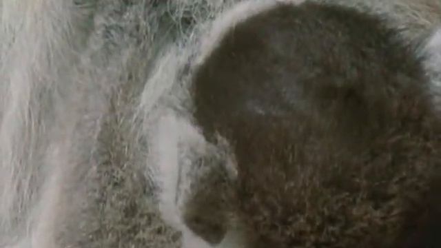 ВВС Ребятам о зверятах - Кошачий лемур смотреть онлайн