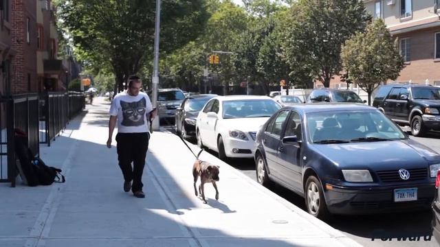 Meet Brooklyn's Fearless Hasidic Dog Walker смотреть онлайн